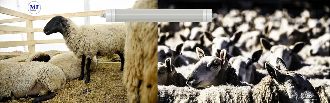 LED Tri-Proof Light Anti-Ammonia White Color Ik10 IP69K 0~10V Dim CCT Power Adjustable 170lm/W 1.6m for Diary Cow Sheep Farmyard Livestock 6