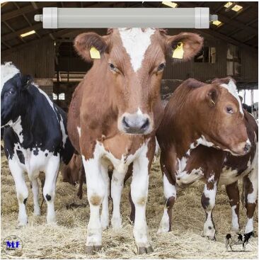 Светодиодный трехпрочный свет Антиамоняк Белый цвет Ik10 IP69K 0 ~ 10V Тёмный CCT Мощность регулируемая 170lm / W 1,6 м для коров и овец